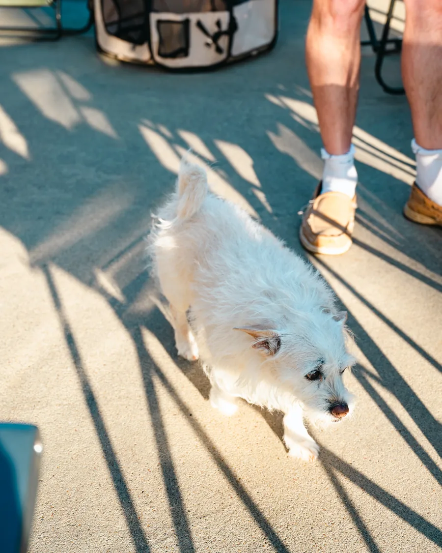 A small dog relaxing outdoors beside an RV